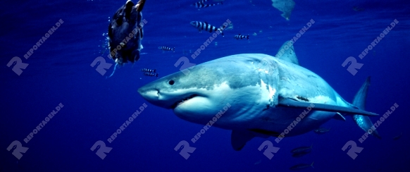 Weisser Hai, Carcharodon carcharias, Mexiko, Pazifischer Ozean, Guadalupe | Great White Shark, Carcharodon carcharias, Mexico, Pacific ocean, Guadalupe